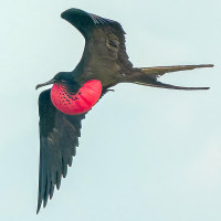 Great Frigatebird